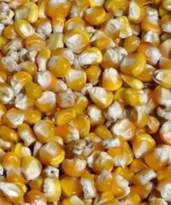 White Corn - Maize