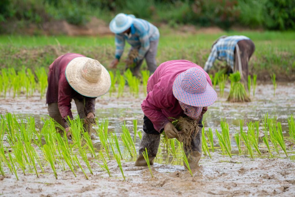 rice manufacturers in thailand