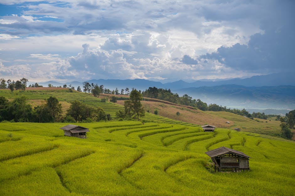 rice thai