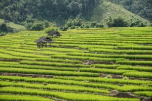 thailand rice suppliers