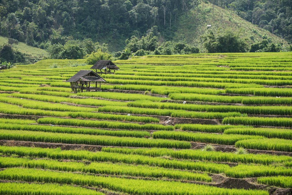 thailand rice suppliers