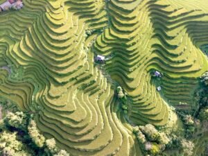 Rice & Sugar Supplier