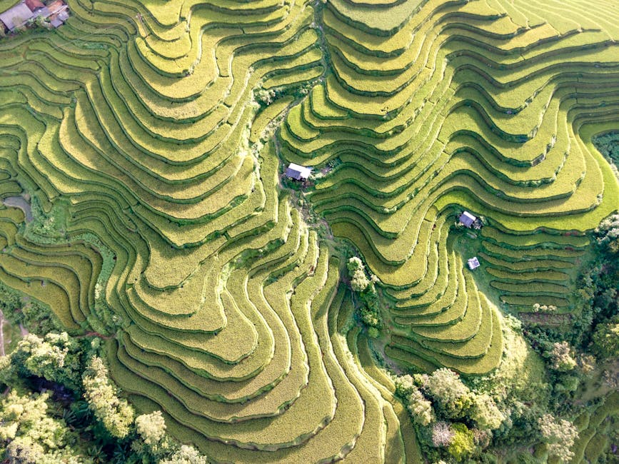 world's largest rice producers